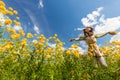 A field of delicate yellow flowers with a scarecrow against the background of charming clouds and a blue sky Royalty Free Stock Photo